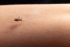 intepatura insecta